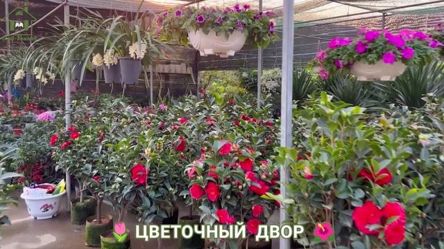 Дворы и дачи с роскошными цветами 🌹 сплошное вдохновение для души (16)