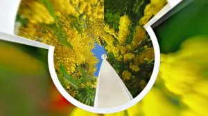 Весна! Мимозы для моей очаровательной ЗАНОЗЫ 4! Киностудия Мудрого Кота Тимофея!