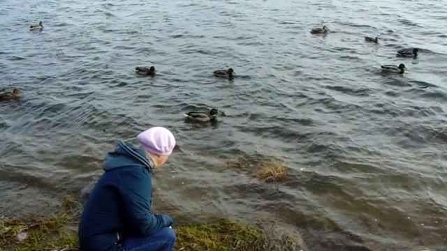 Дикие утки (1) * 5 минут релакса * 17.10.2019 (Архив)