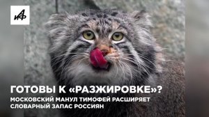 «Разжировка». Московский манул Тимофей расширяет словарный запас россиян