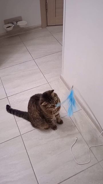 Игривый кот