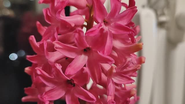 Красивый, распустившийся гиацинт