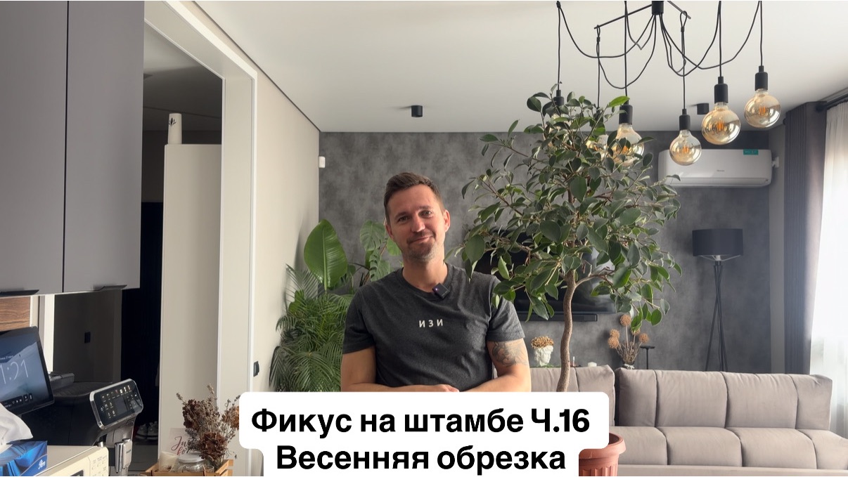 Фикус на штамбе Ч.16 весенняя обрезка и формирование кроны. Начинаем удобрять свои фикусы