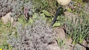 18-19 марта 2026. Фокачча, сад,курочки и их золотые яйца!