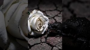 Есенин. Мне осталась одна забава.mp4