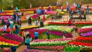 ПАРАД ТЮЛЬПАНОВ В КРЫМУ 2026. Стоит ли посещать?