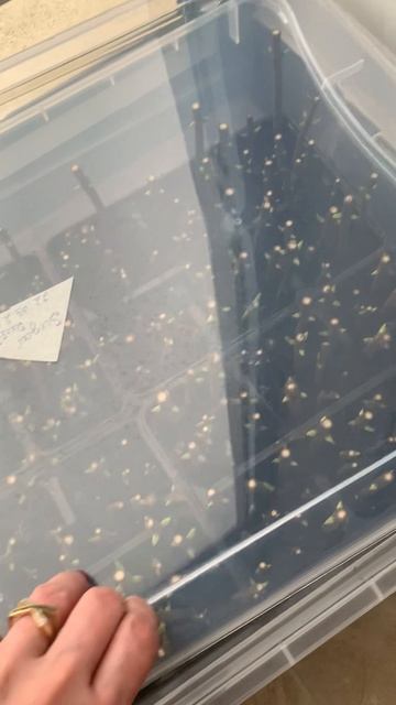 Черенкование метельчатой гортензии весной. В воде или в грунте - как развивается