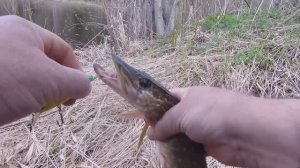 за щукой по прудам.твичинг крупными воблерами.весенняя рыбалка