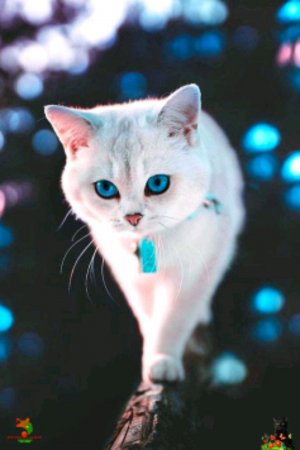 Раскажи о котах