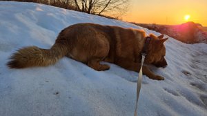 Насыщенные дни,  завершение вазы и прогулка на закате с рыжим псом