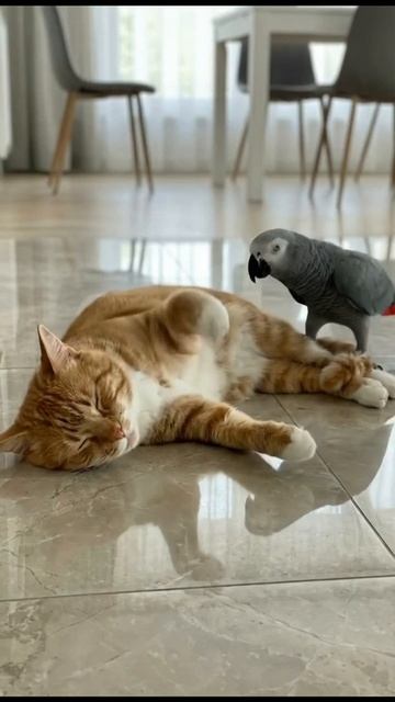 "Сиди, пернатый. Сегодня я добрый. Завтра не обещаю"