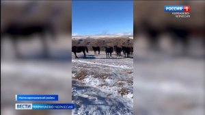 Вести Карачаево-Черкесия 26.03.2026