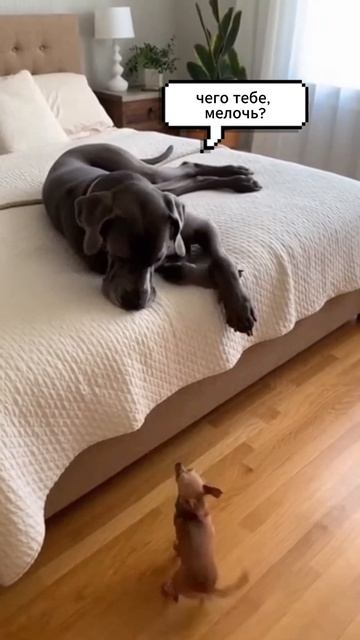 Возмутитель спокойствия 🐶