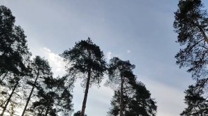 НИ СТЫДА НИ СОВЕСТИ У СОРОК