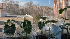 Что за жизнь, почему важен посев сейчас, опять про фасоль, разговор по душам