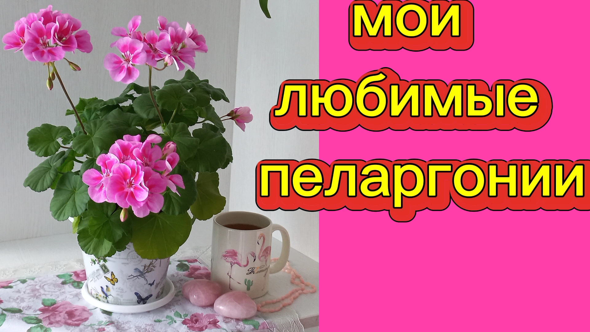 Мои любимые пеларгонии.
Цветём красиво.