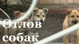 В Свердловске стартовал отлов бездомных собак