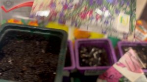 Надеюсь цветочки будут меня радовать в этом году.