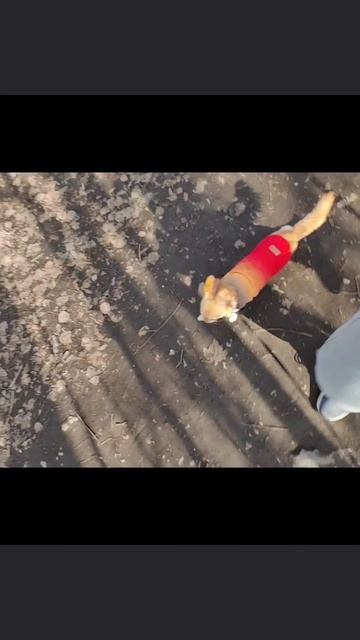 Я спортик🏃♂️ #ЗОЖ #бег #спорт