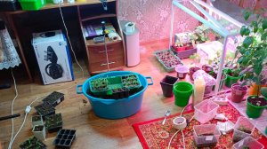 Замешивание грунта для рассады.