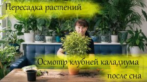 Пересадка растений с результатом