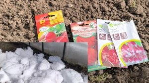 Редис сеем в теплицу под снег в марте месяце .Ранний посев редиса в марте  в теплицу.