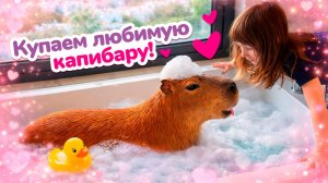 Капибара в грязи! Капибусик залез в лужу, и теперь Бьянка с Карлом его отмывают