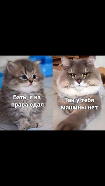 Если бы ты был котиком) Приколы с котами