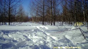Волки у границ агломерации Петропавловск - Камчатский - Елизово.