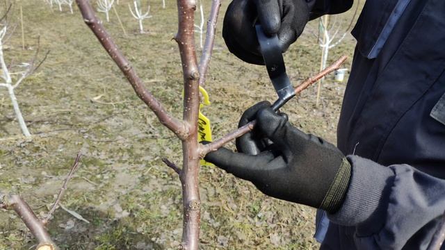 Весенняя прививка растений в крону