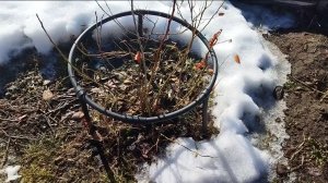 Показались из-под снега. Какие растения у меня растут на участке