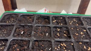 Зелень на рассаду.