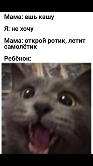 Любимая часть Шрека) Приколы с котами