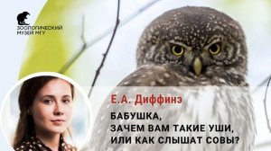 Екатерина Диффинэ «Бабушка, зачем вам такие уши, или Как слышат совы?»