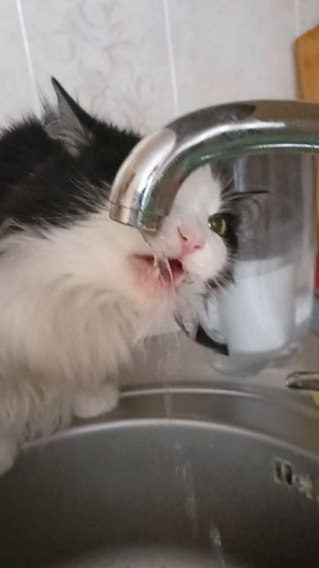 Утренний водопой)