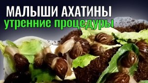 Много маленьких улиток ахатин. Заменила грунт, искупала и накормила