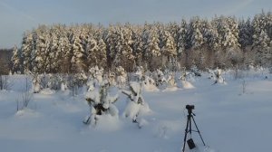 Съёмки зимнего леса 16 января 2026 года