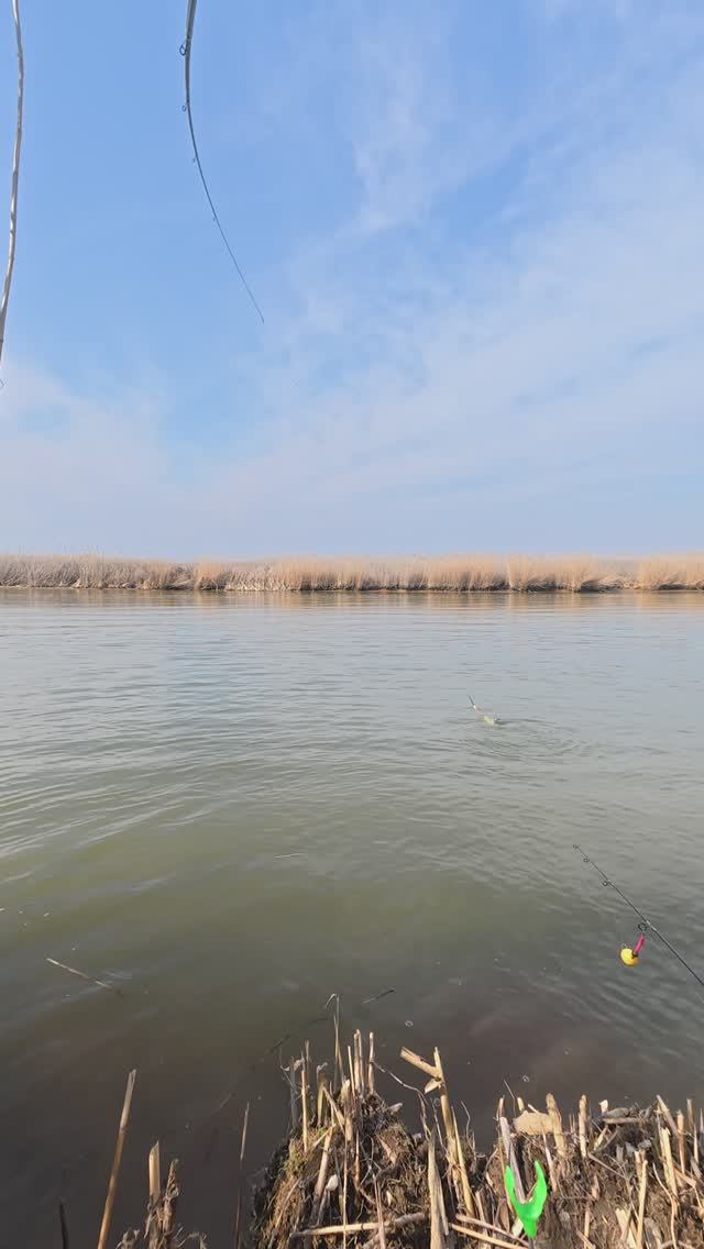 РЫБАЛКА на поплавок!!Весенняя поклевка САЗАНА!!Ну и ГНЕТ))