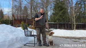 Как правильно обучать собаку апорту