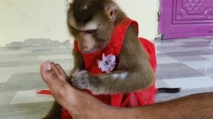 ASMR Monkey | Воссоединяется с человеком