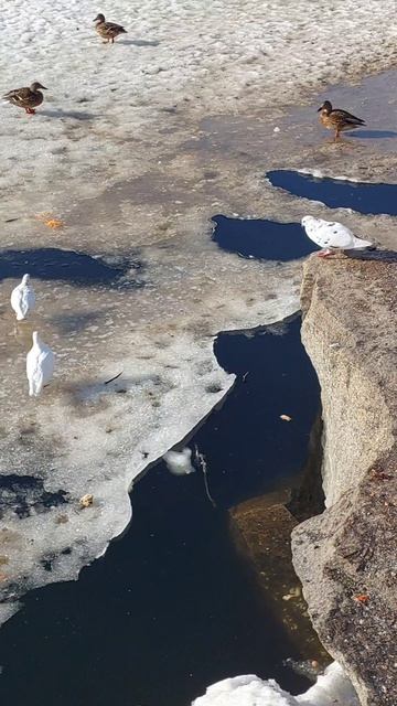 Весна в Екб🦆🦆🦆