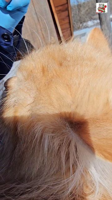 К ребятам вкусненького гости приходил Добрый Доктор 🏥❤️💉😻🐶