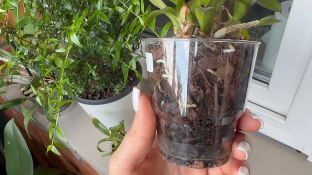 Как выросли орхидеи из фласки