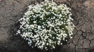 Всходы из семян многолетнего цветка арабиса на рассаду