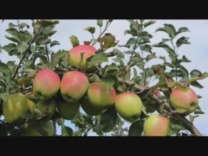 Яблочный Рок