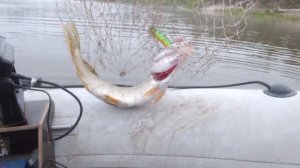 Решили попробовать половить хищника и мирную рыбу...