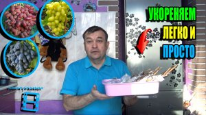 УКОРЕНЯЕМ ЧЕРЕНКИ ВИНОГРАДА ЛЕГКО И ПРОСТО. СЕВЕРНЫЙ ВИНОГРАД 26-05