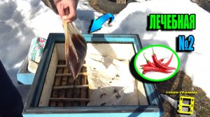 ВАЖНЕЙШАЯ ЛЕЧЕБНАЯ ПОДКОРМКА ПЧЕЛ №2 С КРАСНЫМ ПЕРЦЕМ. ПЧЕЛОВОДСТВО 26-07