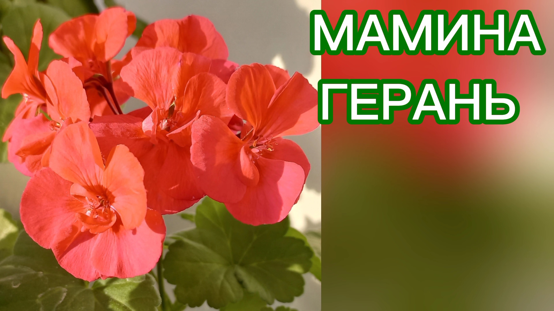 Пеларгония. Мамина герань. Цветок из детства-радужный со мною.