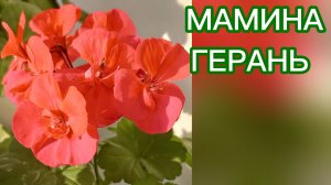 Пеларгония. Мамина герань. Цветок из детства-радужный со мною.